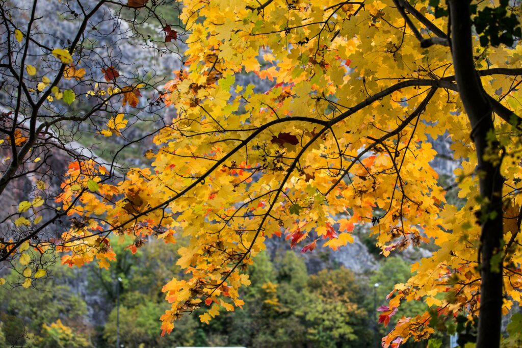 Autumn