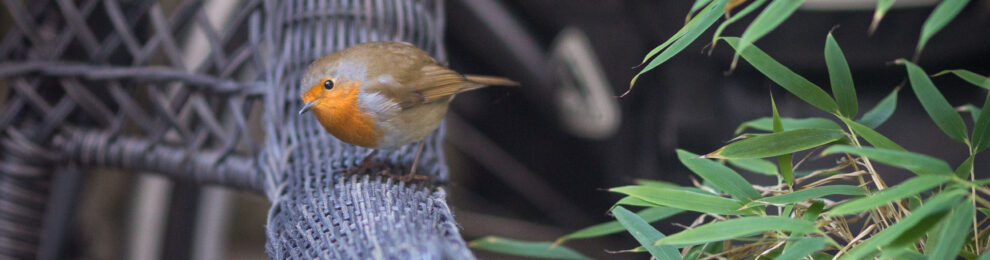 Garden Visitor