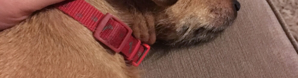 Dog Tired
