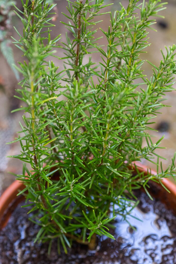 Rosemary bush