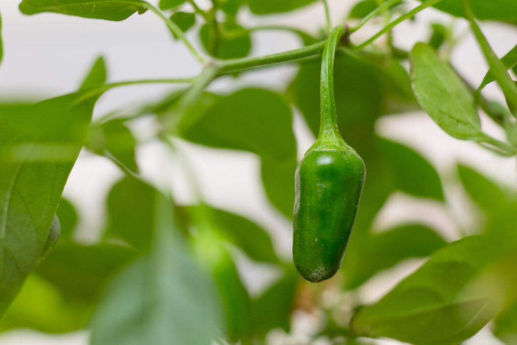 Chilli Pepper