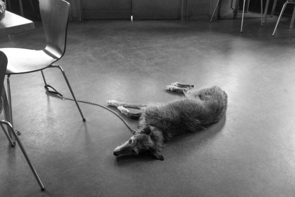 Dog tired