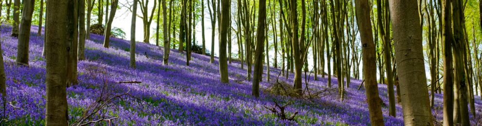 Prior’s Wood Bluebells
