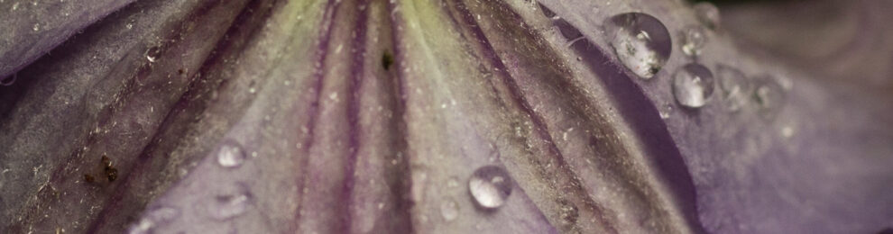 Rainy Wednesday Rainy Wednesday