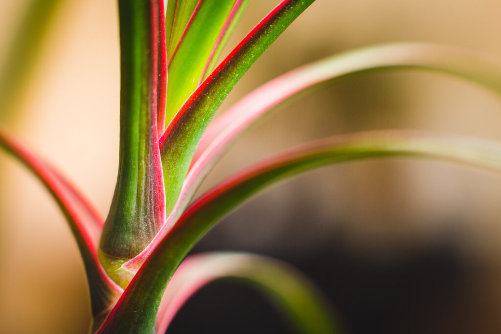 Madagascan dragon tree stem