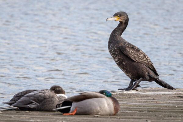 A cormorant gives two sleepy ducks the evil eye at the end of a pontoon in Bristol's floating harbour.